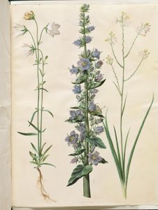 Campanula persicifolia; Campanula pyramidalis; Anthericum ramosum da Hans Simon Holtzbecker