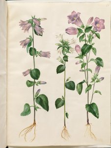 Campanula trachelium (campanula ortense); Campanula medium (campanula media)