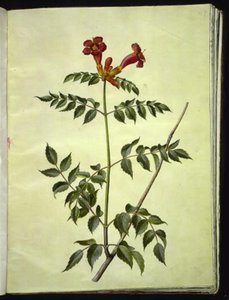 Campsis radicans (tromba comune) da Hans Simon Holtzbecker