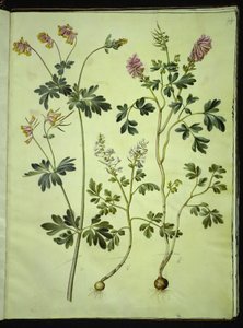 Capnoides sempervirens (erba arlecchino); Corydalis solida (larkspur a lungo stelo) da Hans Simon Holtzbecker