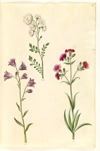 Cardamine pratensis (crescione dei prati); Campanula rotundifolia (?) (campanula); Silene vulgaris (?) (silene comune) da Hans Simon Holtzbecker