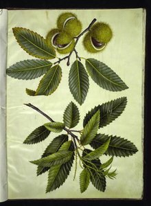 Castanea sativa (castagno) da Hans Simon Holtzbecker