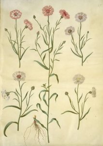 Centaurea cyanus (fiordaliso) da Hans Simon Holtzbecker