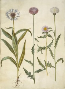 Centaurea montana; Amberboa moschata da Hans Simon Holtzbecker