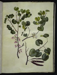 Cercis siliquastrum (albero di Giuda comune) da Hans Simon Holtzbecker