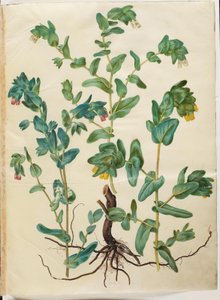 Cerinthe major (grande cerinte) da Hans Simon Holtzbecker