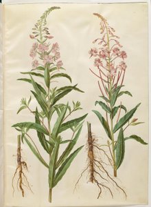 Chamerion angustifolium (epilobio a foglie strette) da Hans Simon Holtzbecker