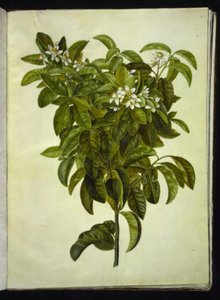 Citrus limon (limone comune) da Hans Simon Holtzbecker