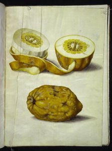 Cedro (Citrus medica) da Hans Simon Holtzbecker