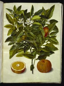 Citrus sinensis (arancia) da Hans Simon Holtzbecker