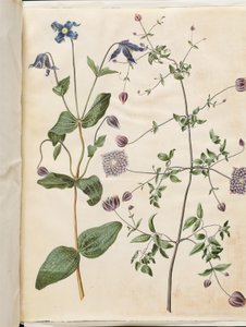 Clematis integrifolia (clematide blu); Clematis viticella (clematide italiana) da Hans Simon Holtzbecker