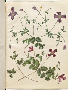 Clematis viticella (rampicante italiano) da Hans Simon Holtzbecker