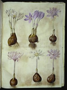 Colchicum autumnale (colchico autunnale) da Hans Simon Holtzbecker