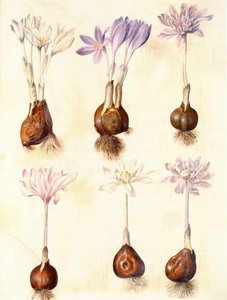 Colchicum autumnale da Hans Simon Holtzbecker