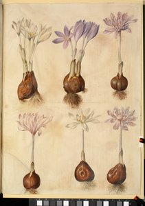 Colchicum autumnale da Hans Simon Holtzbecker