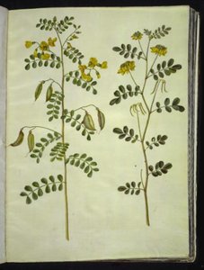 Colutea arborescens (vescicaria); Hippocrepis emerus (coronilla arbustiva) da Hans Simon Holtzbecker