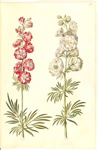 Consolida ajacis (delphinium)