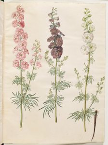 Consolida ajacis (delphinium da giardino)