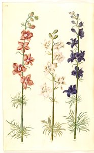 Consolida ajacis (delphinium) da Hans Simon Holtzbecker