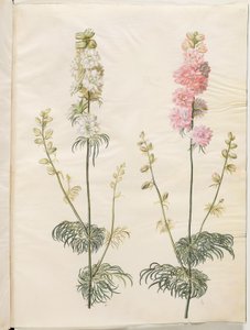 Consolida ajacis (delphinium)