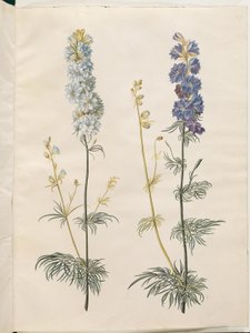 Consolida ajacis (delphinium) da Hans Simon Holtzbecker