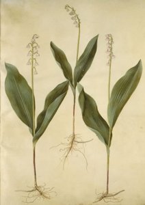 Convallaria majalis (mughetto); Convallaria majalis (varietà di mughetto)