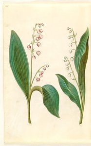Convallaria majalis rosea (mughetto rosa); Convallaria majalis (mughetto) da Hans Simon Holtzbecker
