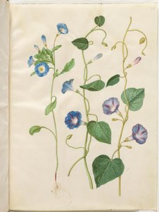 Convolvulus tricolor (gonna della vergine); Ipomoea purpurea (gloria del mattino purpurea)