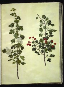 Crataegus laevigata da Hans Simon Holtzbecker