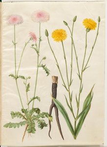 Crepis rubra (barba di becco rossa); Scorzonera hispanica (scorzonera)