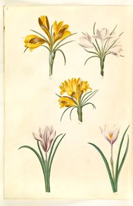 Crocus angustifolius; Crocus versicolor; Crocus vernus (?) da Hans Simon Holtzbecker