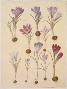 Crocus vernus (crocus di primavera) da Hans Simon Holtzbecker