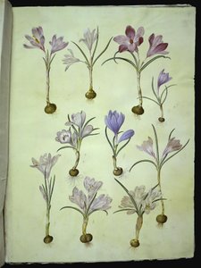 Crocus vernus (crocus di primavera) da Hans Simon Holtzbecker