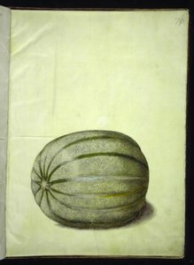 Cucumis melo (melone) da Hans Simon Holtzbecker