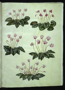 Cyclamen purpurascens (ciclamino); Cyclamen hederifolium (ciclamino edera)