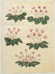 Ciclamino purpurascens; Ciclamino hederifolium da Hans Simon Holtzbecker