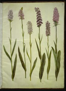 Dactylorhiza maculata (orchidea maculata) da Hans Simon Holtzbecker