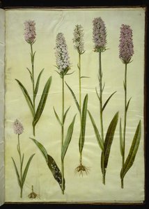 Dactylorhiza maculata (orchidea maculata)