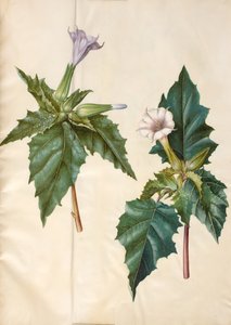 Datura stramonium (stramonio comune)