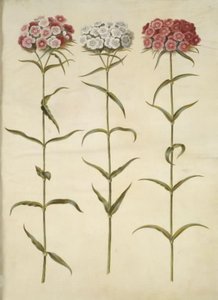 Dianthus barbatus (garofano dei poeti) da Hans Simon Holtzbecker