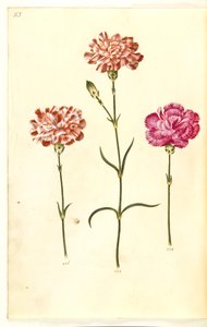 Dianthus caryophyllus (garofano) da Hans Simon Holtzbecker