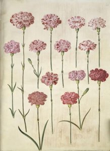Dianthus caryophyllus (garofano) da Hans Simon Holtzbecker