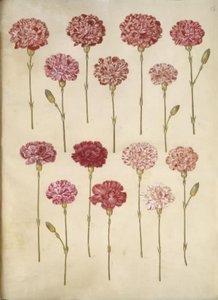 Dianthus caryophyllus (garofano) da Hans Simon Holtzbecker