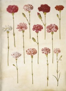Dianthus caryophyllus (garofano) da Hans Simon Holtzbecker