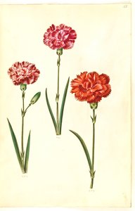 Dianthus caryophyllus (garofano) da Hans Simon Holtzbecker