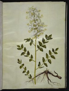 Dictamnus albus (dittamo bianco)