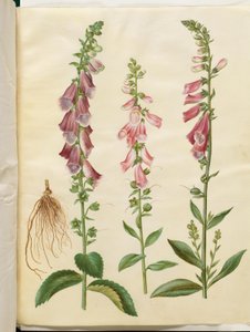 Digitalis purpurea (digitale comune)