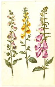 Digitalis purpurea; Digitalis grandiflora