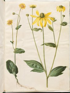 Doronicum pardalianches (gemserod a foglia di cuore); Rudbeckia laciniata (cappello solare inciso) da Hans Simon Holtzbecker