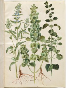 Dracocephalum moldavica; Moluccella spinosa; Melissa officinalis da Hans Simon Holtzbecker